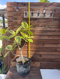 Ficus Altissima