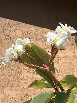 Plomeria Blanca Con Amarillo En Medio