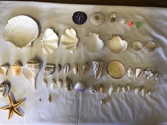 46 piece sea shell collection