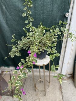 Bougambilea Variegated Leaves Plant, In 1 Gallón Pot Pick Up Only