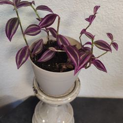 Rare  Beautiful Tradescantia Plant ( Pink Paradise)