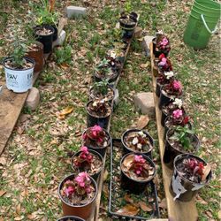 Plants Y Arboles  4 Y 30