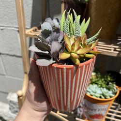 Succulent In Ceramic Pot About 4 Inch Wide 