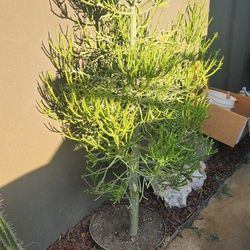 Free 6 Tree