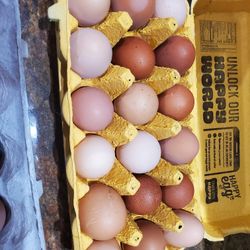 Organic Eggs
