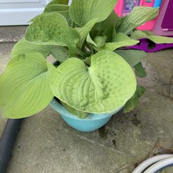 Beautiful Hosta Plant 