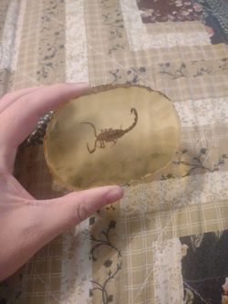 Scorpion in "Amber" Resin