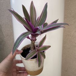 Beautiful Tradescantia ‘ Moses In Cradle’ Plant With Pot