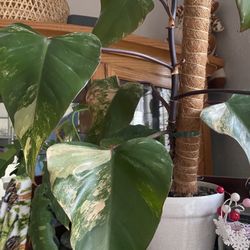 Philodendron 