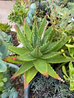 Mitre aloe plant in ceramic pot