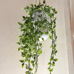 Hanging Plant