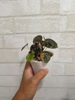 Peperomia Carnival