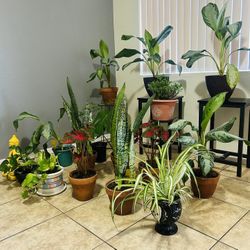 Plants For Sale 20 Each 