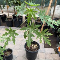 Mexican Papaya Trees 3F And 1 1/2 The Tall $35 And $25 Each Price Firm 