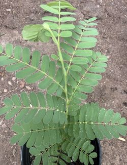 Sweet Tamarind Trees In One Gallón 1F The Tall $25 Each