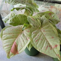 Milk Confetti Syngonium Plants