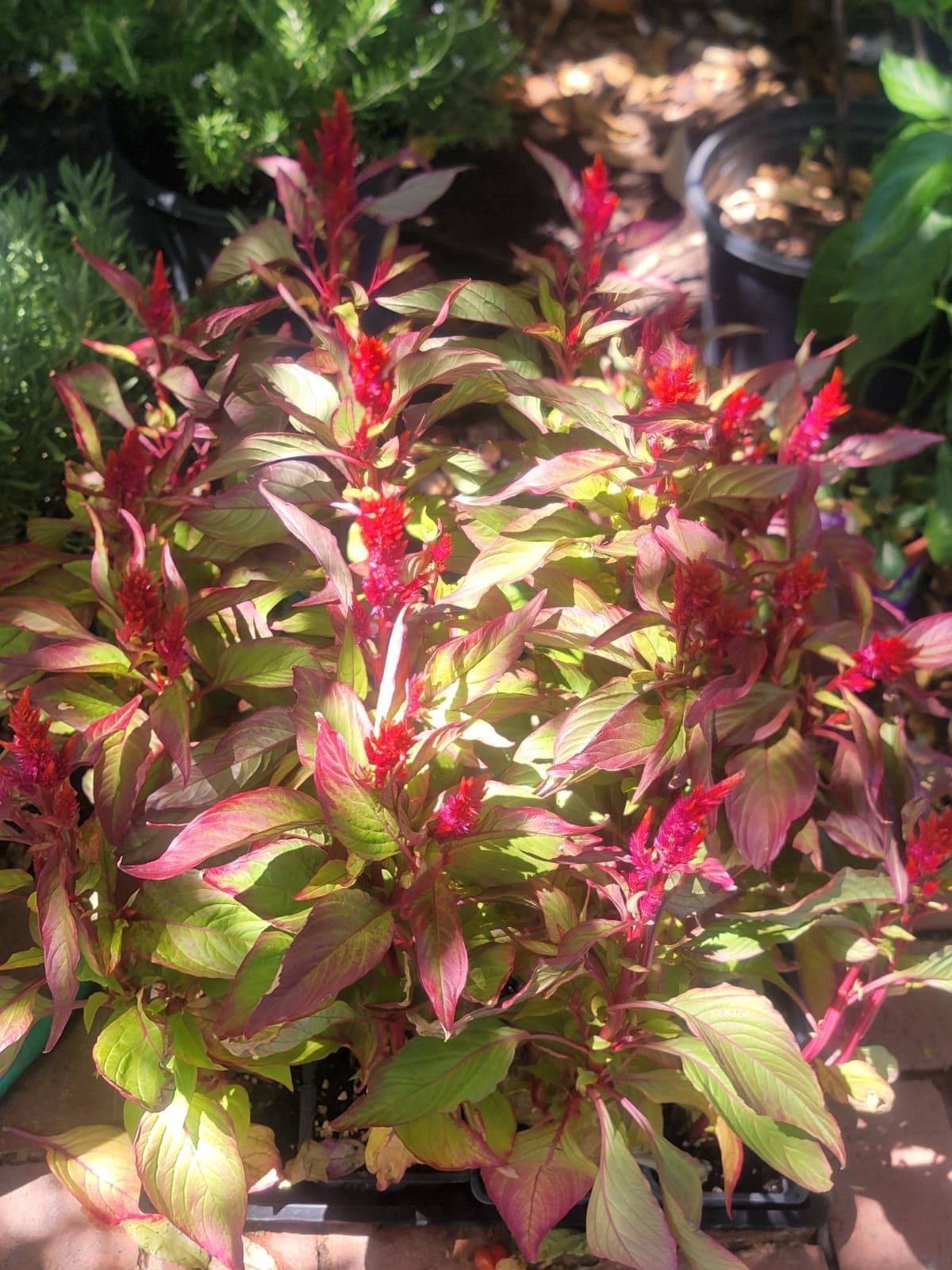 Plumed cockscomb plants