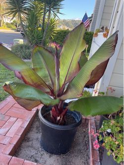 Red Leaf Banana Tree 15gal