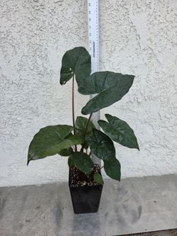 Alocasia Yucatan Princess Plant