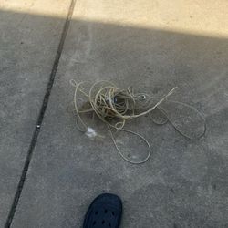 Dog Cable Line