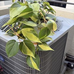 Potted Philodendron Plant