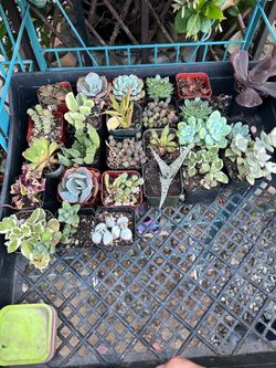 Mini Succulents