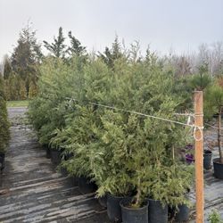 Leyland Cypress Trees (5’)