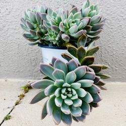 Large Echiveria