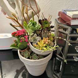 Succulent Arrangement. 