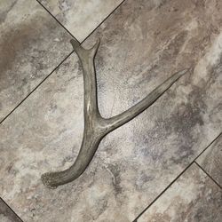 Deer Antler