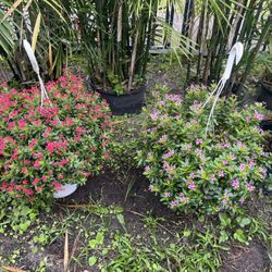 Catharanthus Roseus In 10” Hanging Baskets. SPECIAL PRICE 🤩