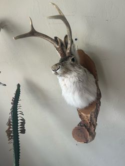 Jackalope wall decor