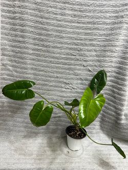 Philodendron Burle Marx