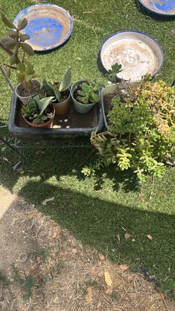 Small plants