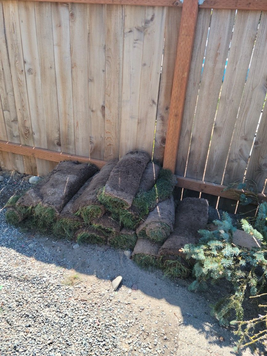 Fresh Sod From Today's Job Leftover!
