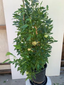 #F2- Pepino Melon Plant 人参果樹