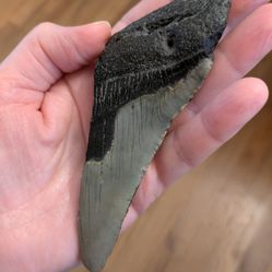 Megalodon Shark Tooth 5"