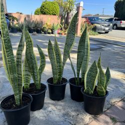 Snake Plant 5$ Each