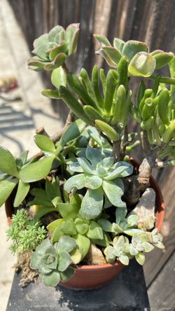 Mixed Succulent Arrangement 