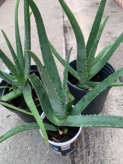 Aloe Vera