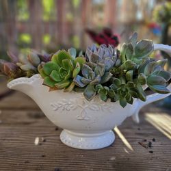 Elegant Teapot Succulent Arrangement – Garden Style Centerpiece ☕🌿