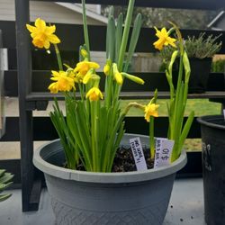 Daffodile Plants In Medium Plastic Pot