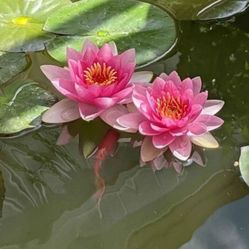 Water Lilly Plant yellow color and pink color $30 for each pot