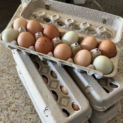 Backyard Fresh Eggs
