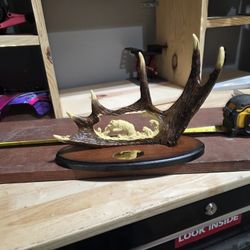 Antler Decor