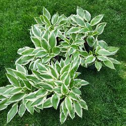 5$ Hostas in a 5 to 6 inch pot
