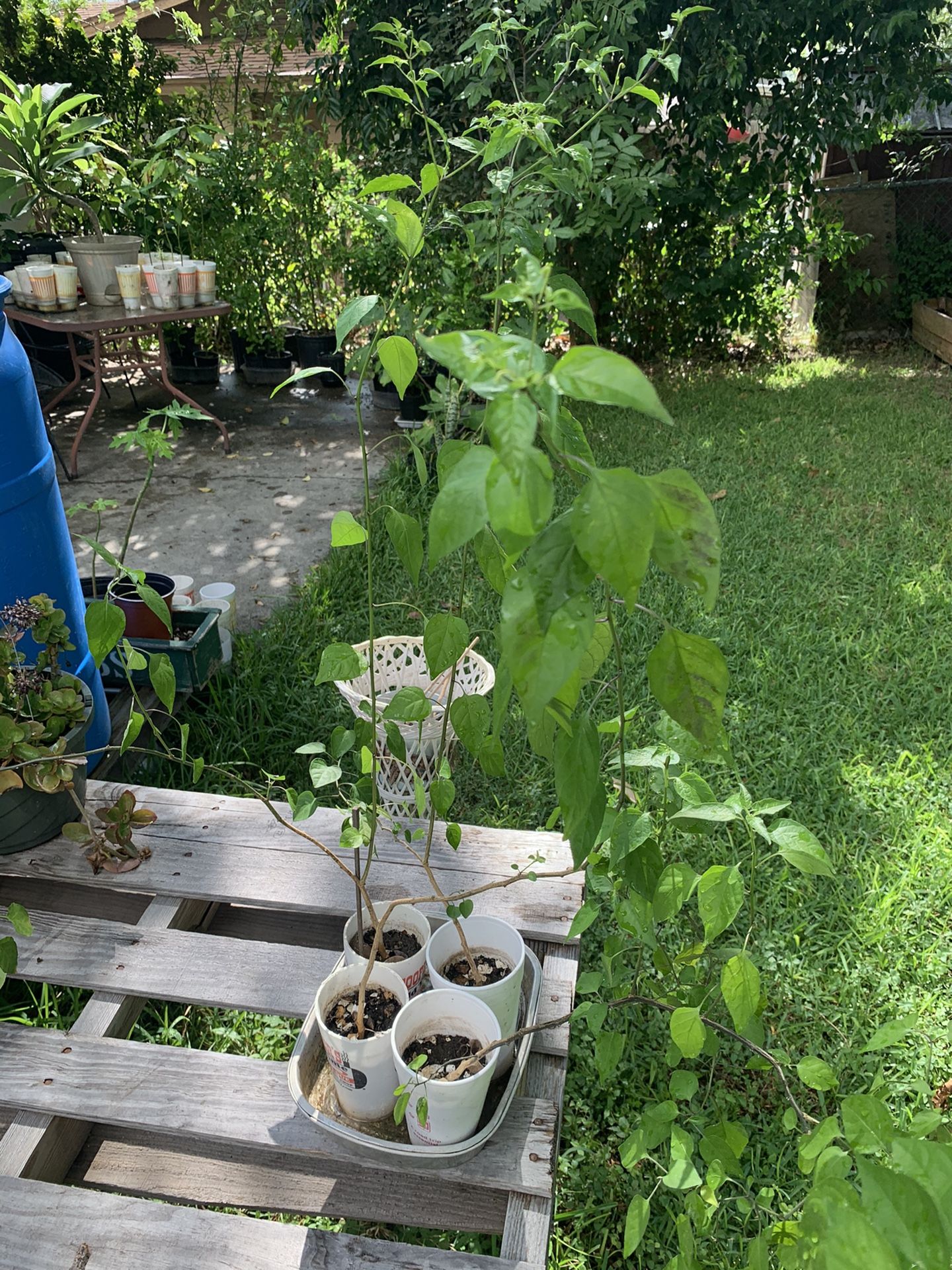 5/plant. Chili Pequin pepper plant for Sale in San Antonio, TX OfferUp