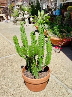 A big euphorbia in a made in Italy size 37 terracotta pot