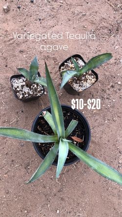 Variegated tequila agave
