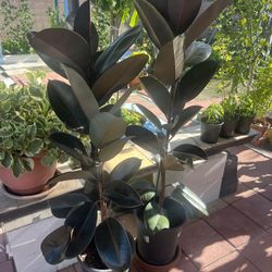 Rubber Plant 